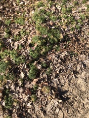 Diphasiastrum complanatum