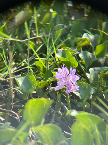 common water hyacinth