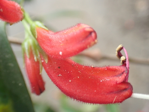 Aeschynanthus micranthus, photograph 2