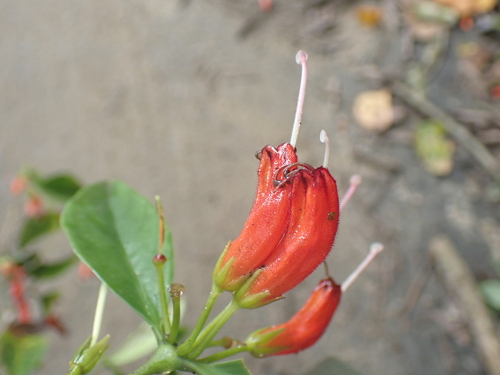 Aeschynanthus micranthus, photograph 3