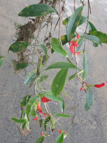 Aeschynanthus micranthus, photograph 4