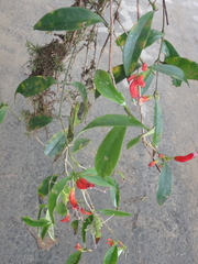 Aeschynanthus micranthus, photograph (c) Patricia Rose, some rights reserved (CC BY)