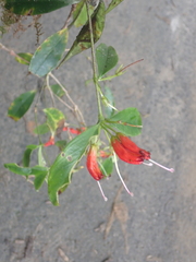 Aeschynanthus micranthus