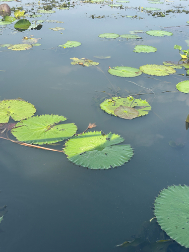 Egyptian white water-lily