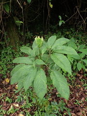Arisaema tortuosum