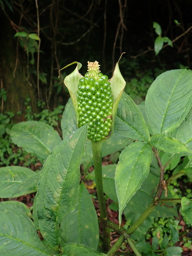 Arisaema tortuosum, photograph 1