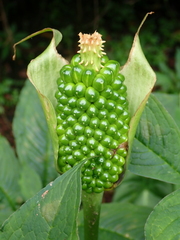 Arisaema tortuosum, photograph Patricia Rose, CC BY, iNaturalist via GBIF
