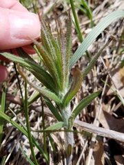 Veronicastrum virginicum