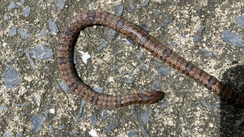 Oligodon purpurascens observed 2026-07-05