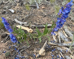 Penstemon glaber, photograph author not stated, no rights reserved
