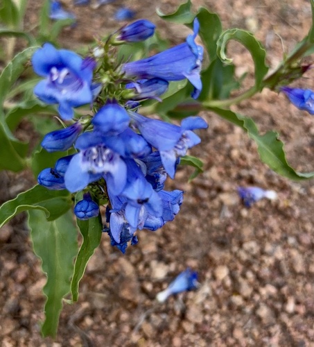 Penstemon glaber, photograph 3