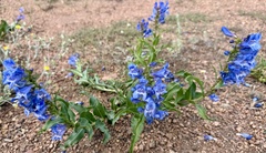 Penstemon glaber, photograph author not stated, no rights reserved