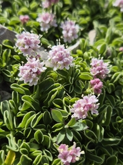 Valeriana supina, photograph (c) Stefan Ehl, some rights reserved (CC BY)