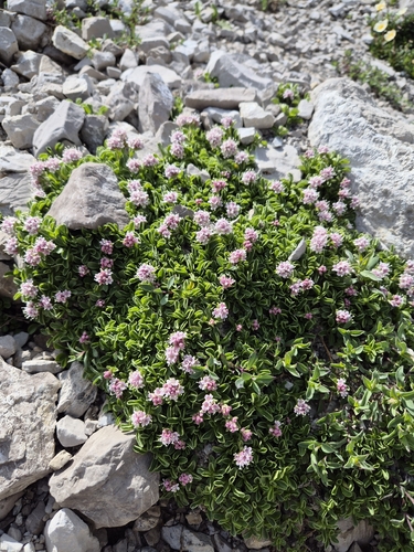 Valeriana supina, photograph 5