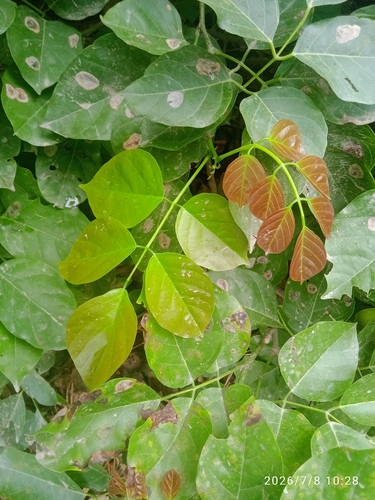 Indian beech tree