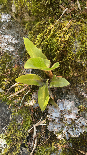 Pyrrosia sheareri observed 2026-07-08