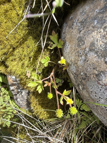 Ranunculus taisanensis observed 2026-07-08