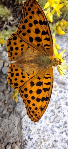 Queen of Spain Fritillary