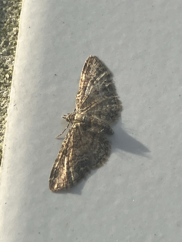 Maple Pug, Rotterdam, South Holland, NL, photo 7 of 10