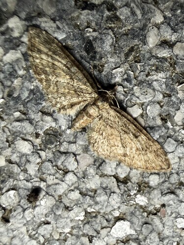 Maple Pug, 3925 Scherpenzeel, Nederland, photo 8 of 10