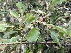(c) 謝麗霦, some rights reserved (CC BY) Salix fulvopubescens, photograph (c) 謝麗霦, some rights reserved (CC BY)
