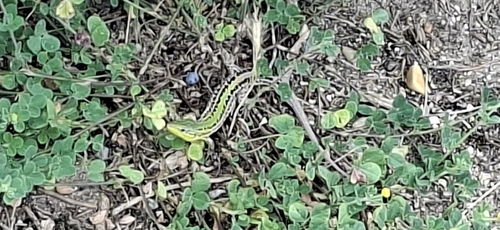 Balkan Wall Lizard