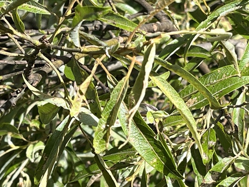 Salix fulvopubescens
