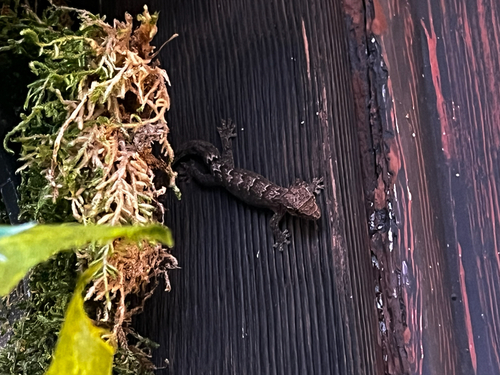 Lepidodactylus lugubris observed 2026-07-07