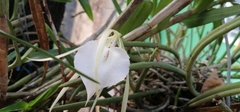 Brassavola