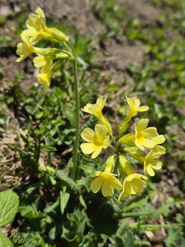 Primula elatior, photograph 5