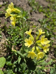 Primula elatior, photograph (c) Stefan Ehl, some rights reserved (CC BY)
