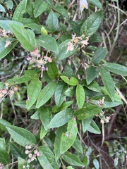 Deutzia pulchra, photograph (c) 謝麗霦, some rights reserved (CC BY)