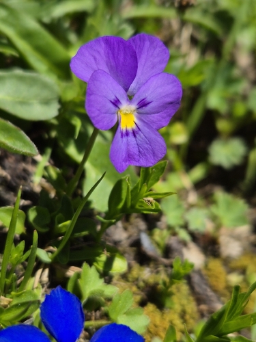 Viola calcarata, photograph 1