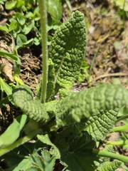 Primula elatior, photograph (c) Stefan Ehl, some rights reserved (CC BY)