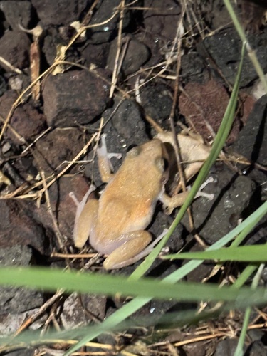 Eleutherodactylus coqui observed 2026-07-07
