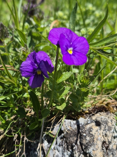 Viola calcarata, photograph 2