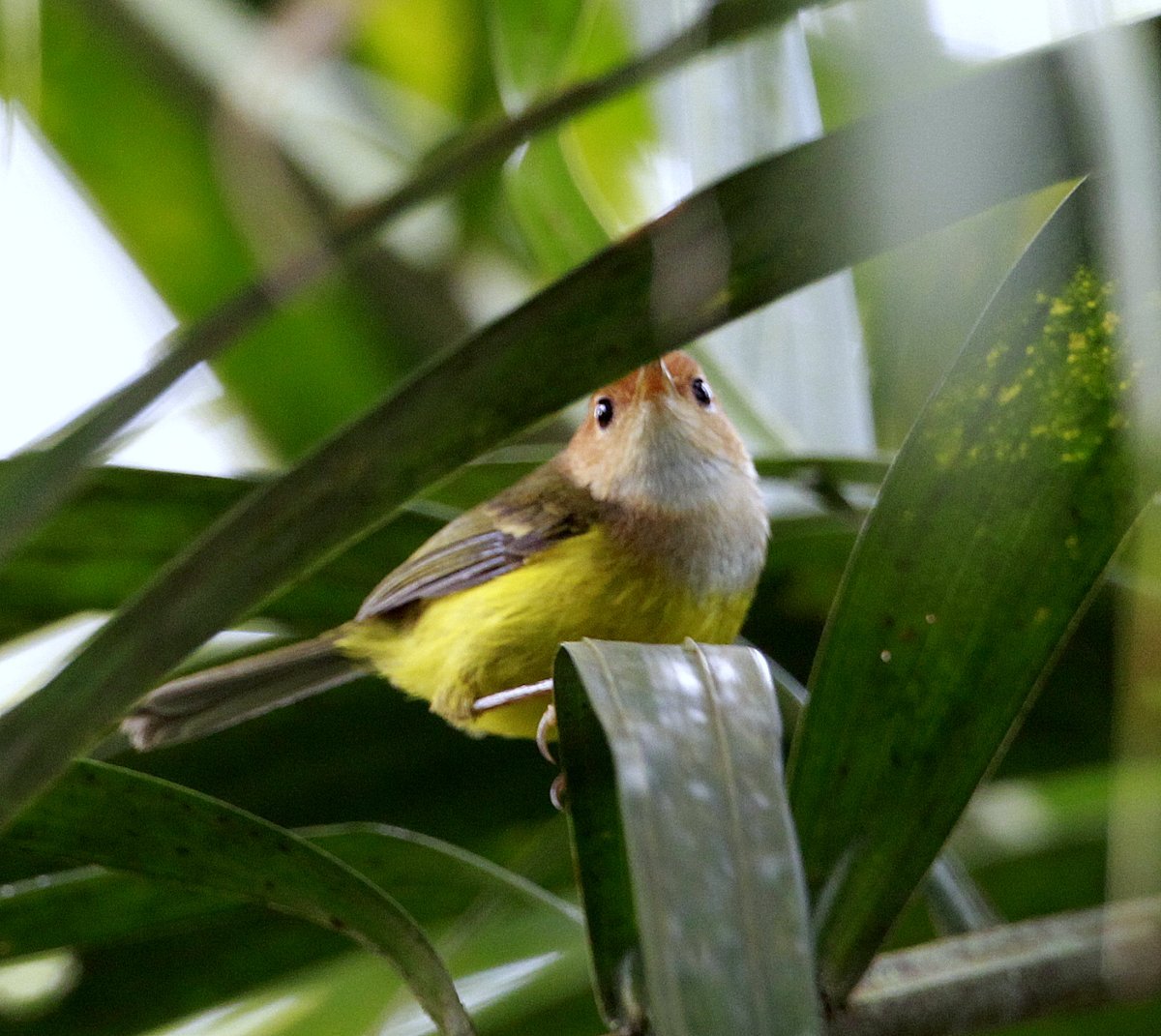 Rufous-headed Tailorbird illustration