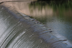 Apalone spinifera guadalupensis