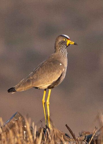 Wattled Lapwing