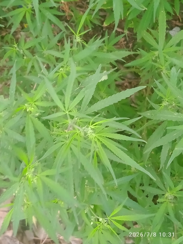 Cannabis
