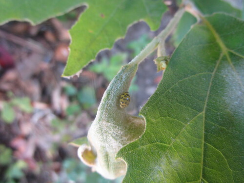 22-spot Ladybird