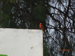 Pyrocephalus rubinus