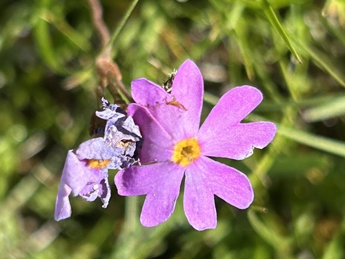 Primula nutans, 2026-07-08