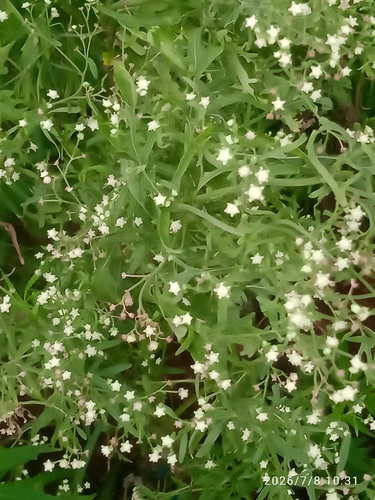 Santa Maria feverfew