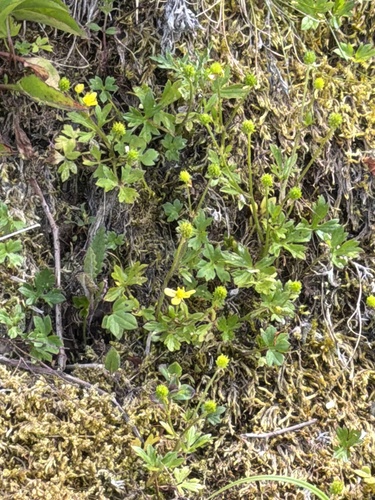 Ranunculus taisanensis observed 2026-07-08