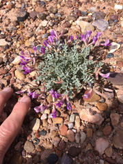Astragalus amphioxys
