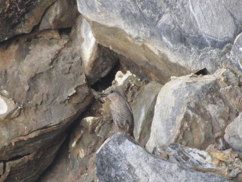 Blue Rock-Thrush