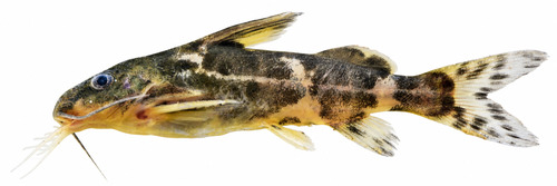 Fischers schraapmeerval (Synodontis afrofischeri) — Mochokidae — 2