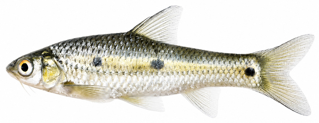 Jackson's barb (Enteromius jacksoni) — Cyprinidae