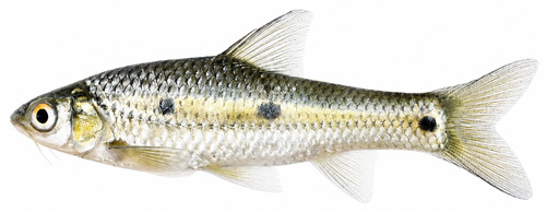 Jacksons barbeel (Enteromius jacksoni) — Cyprinidae